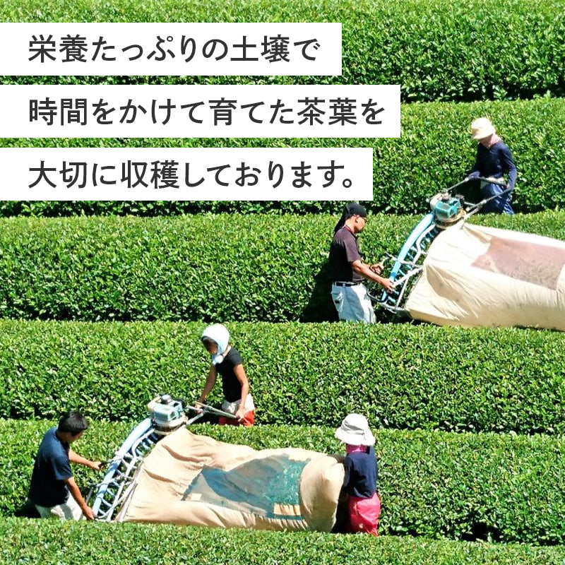 有機抹茶入り玄米茶（2g×10包）